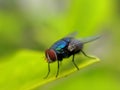 TheÃÂ houseflyÃÂ & x28;Musca domeia& x29; is a fly of the suborder Cyclorrhapha. It is believed to have evolved in the Cenozoic Era, Royalty Free Stock Photo